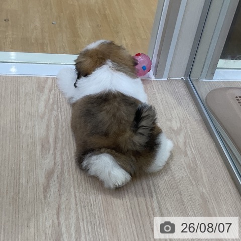 シー・ズーの写真