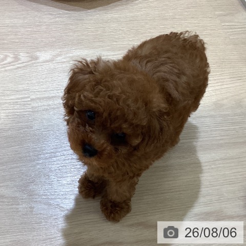 富山県のトイプードル(トイ) (ペットプラス 高岡店/2026年6月3日生まれ/男の子/レッド)の子犬の3枚目の画像