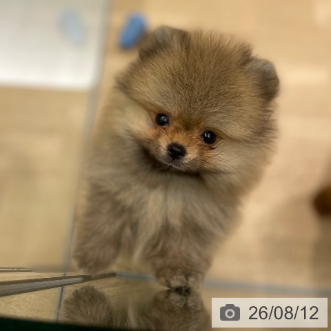 愛知県のポメラニアン (ペットプラス 則武新町店/2026年6月5日生まれ/男の子/オレンジ)の子犬の4枚目の画像