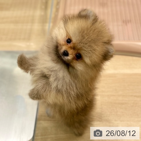 愛知県のポメラニアン (ペットプラス 則武新町店/2026年6月5日生まれ/男の子/オレンジ)の子犬の3枚目の画像