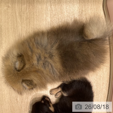 愛知県のポメラニアン (ペットプラス 則武新町店/2026年6月5日生まれ/男の子/オレンジ)の子犬の4枚目の画像