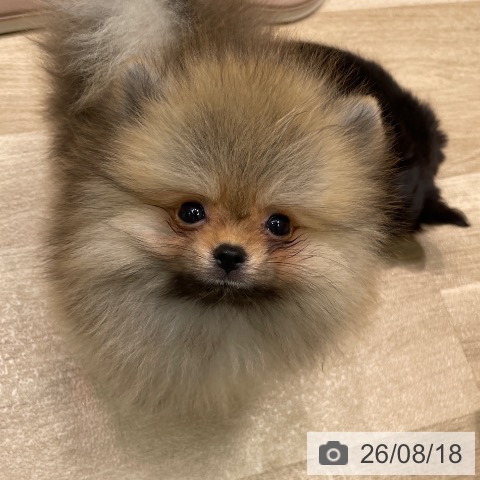 愛知県のポメラニアン (ペットプラス 則武新町店/2026年6月5日生まれ/男の子/オレンジ)の子犬の3枚目の画像
