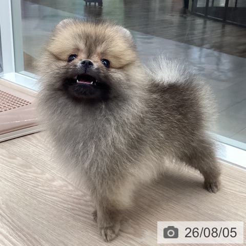 石川県のポメラニアン (ペットプラス 白山店/2026年6月5日生まれ/女の子/オレンジ)の子犬の4枚目の画像
