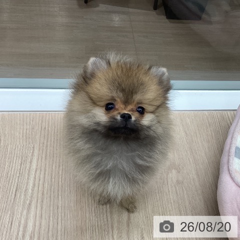 石川県のポメラニアン (ペットプラス 白山店/2026年6月5日生まれ/女の子/オレンジ)の子犬の3枚目の画像