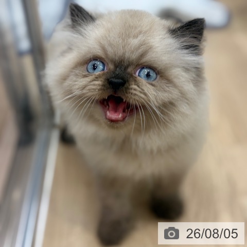 ヒマラヤンの写真