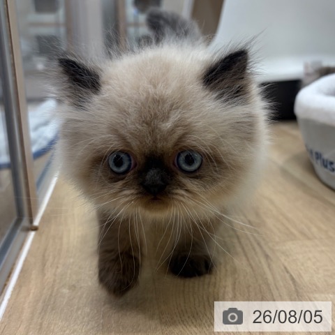 ヒマラヤンの写真