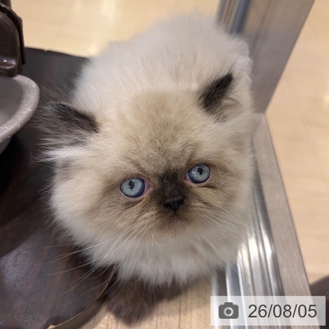 ヒマラヤンの写真