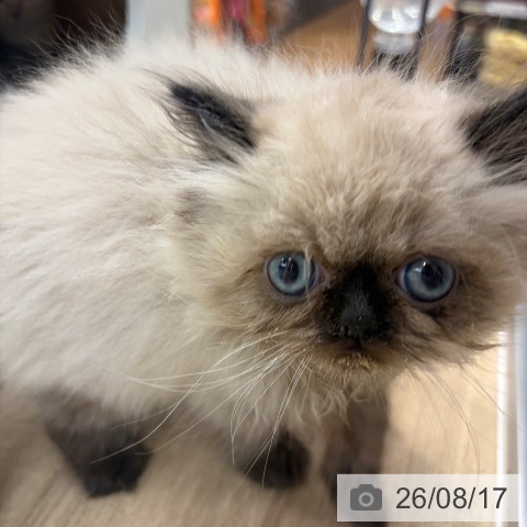 大阪府のヒマラヤン (ペットプラス イオン大日店/2026年6月5日生まれ/男の子/シールポイント)の子猫の4枚目の画像