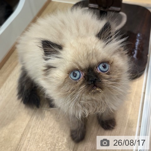 大阪府のヒマラヤン (ペットプラス イオン大日店/2026年6月5日生まれ/男の子/シールポイント)の子猫の3枚目の画像