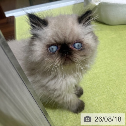 京都府のヒマラヤン (ペットプラス 京都桂川店/2026年6月5日生まれ/男の子/シールポイント)の子猫の4枚目の画像
