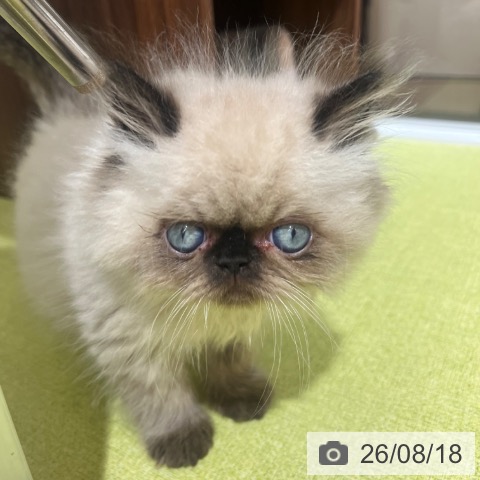 京都府のヒマラヤン (ペットプラス 京都桂川店/2026年6月5日生まれ/男の子/シールポイント)の子猫の3枚目の画像