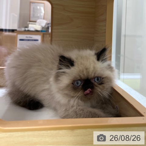 京都府のヒマラヤン (ペットプラス 京都桂川店/2026年6月5日生まれ/男の子/シールポイント)の子猫の3枚目の画像
