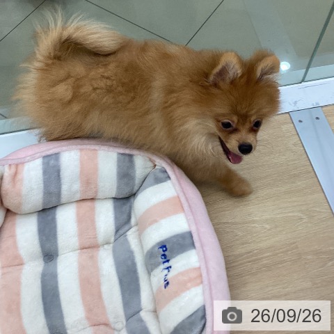 ポメラニアンの写真