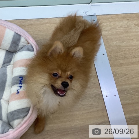 ポメラニアンの写真