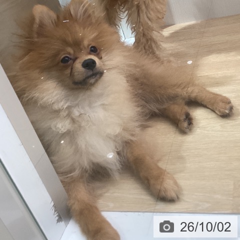 ポメラニアンの写真