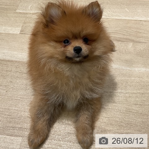 三重県のポメラニアン (ペットプラス 鈴鹿店/2026年6月5日生まれ/男の子/オレンジ)の子犬の4枚目の画像