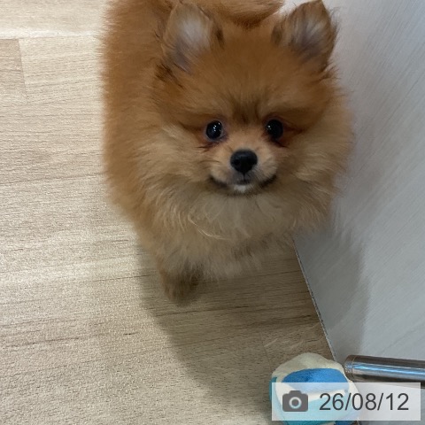 三重県のポメラニアン (ペットプラス 鈴鹿店/2026年6月5日生まれ/男の子/オレンジ)の子犬の3枚目の画像