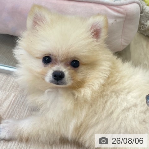 富山県のポメラニアン (ペットプラス 高岡店/2026年6月2日生まれ/男の子/クリーム)の子犬の4枚目の画像