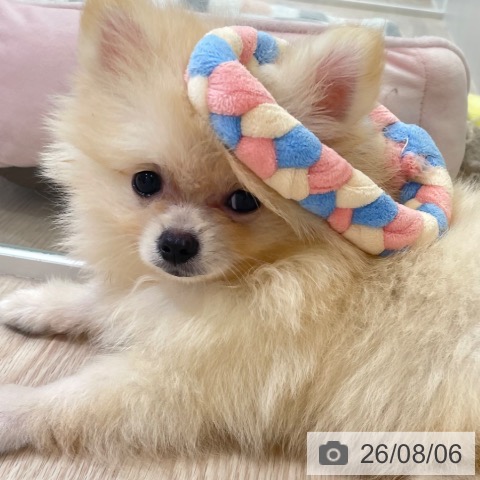 富山県のポメラニアン (ペットプラス 高岡店/2026年6月2日生まれ/男の子/クリーム)の子犬の3枚目の画像