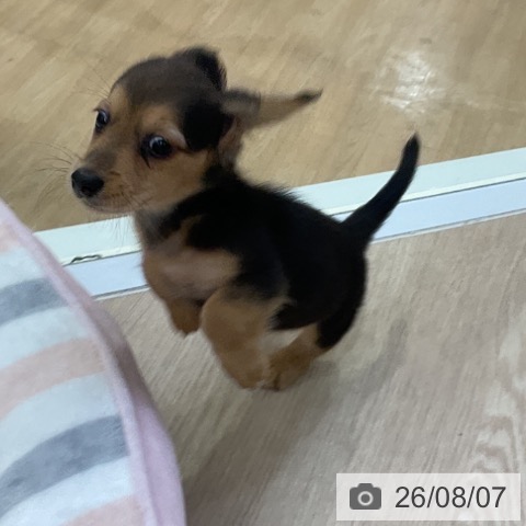 ミニチュア・ダックスフンドの写真