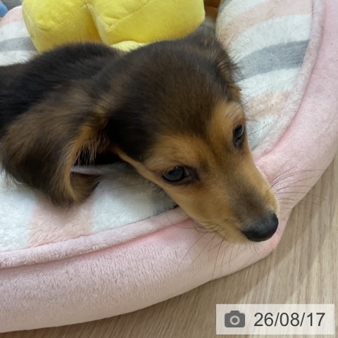ミニチュア・ダックスフンドの写真
