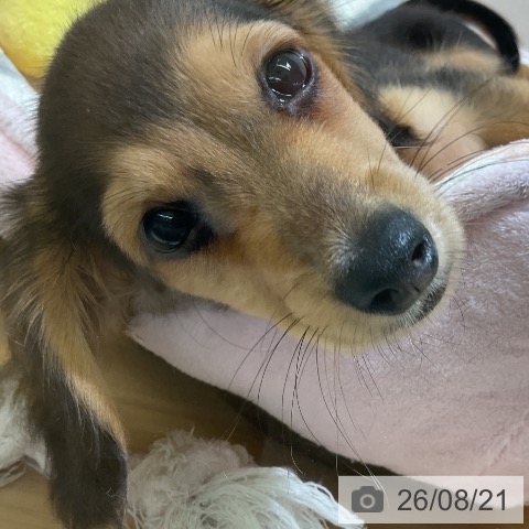 ミニチュア・ダックスフンドの写真