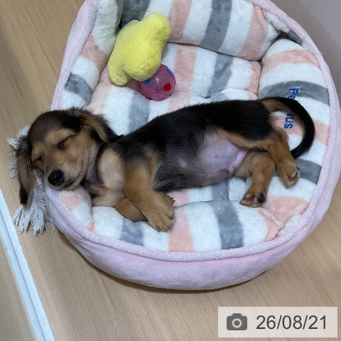 ミニチュア・ダックスフンドの写真
