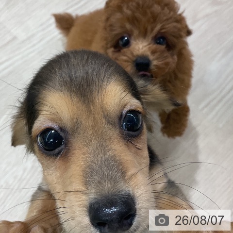 ミニチュア・ダックスフンドの写真