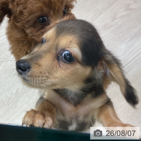 ミニチュア・ダックスフンドの写真
