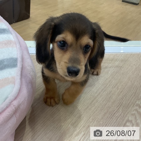ミニチュア・ダックスフンドの写真