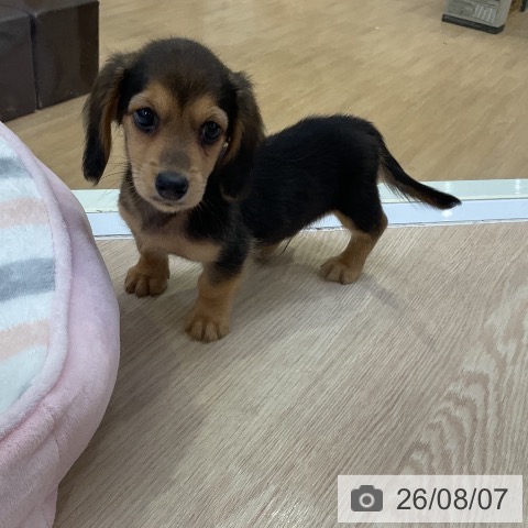 ミニチュア・ダックスフンドの写真