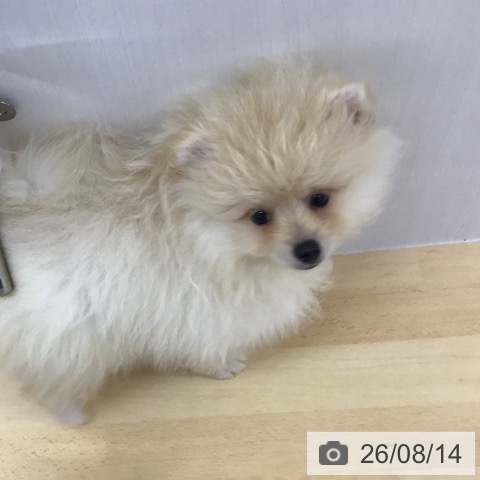 三重県のポメラニアン (ペットプラス 津南店/2026年6月5日生まれ/男の子/クリーム)の子犬の4枚目の画像
