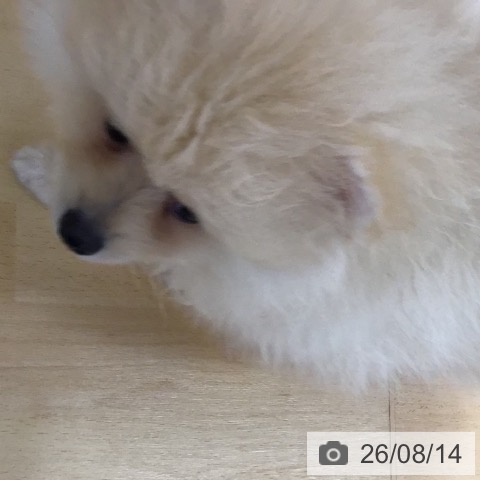 三重県のポメラニアン (ペットプラス 津南店/2026年6月5日生まれ/男の子/クリーム)の子犬の3枚目の画像