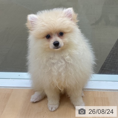 三重県のポメラニアン (ペットプラス 津南店/2026年6月5日生まれ/男の子/クリーム)の子犬の4枚目の画像
