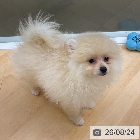 三重県のポメラニアン (ペットプラス 津南店/2026年6月5日生まれ/男の子/クリーム)の子犬の3枚目の画像