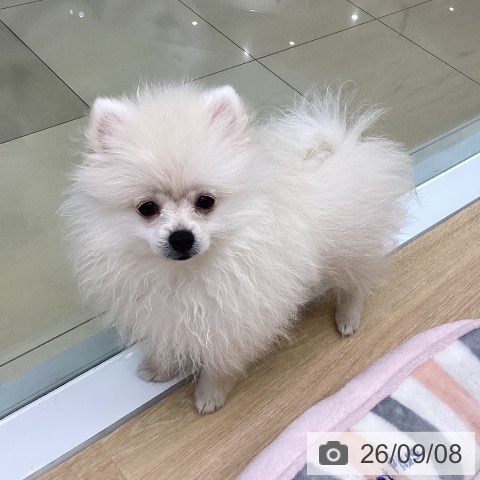 三重県のポメラニアン (ペットプラス 四日市泊店/2026年6月5日生まれ/男の子/クリーム)の子犬の4枚目の画像