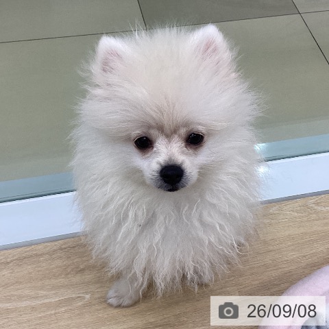 三重県のポメラニアン (ペットプラス 四日市泊店/2026年6月5日生まれ/男の子/クリーム)の子犬の3枚目の画像