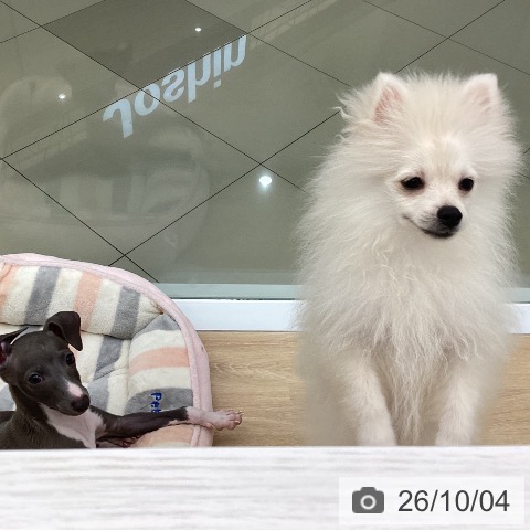 三重県のポメラニアン (ペットプラス 四日市泊店/2026年6月5日生まれ/男の子/クリーム)の子犬の4枚目の画像