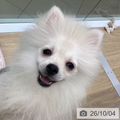 三重県のポメラニアン (ペットプラス 四日市泊店/2026年6月5日生まれ/男の子/クリーム)の子犬の3枚目の画像