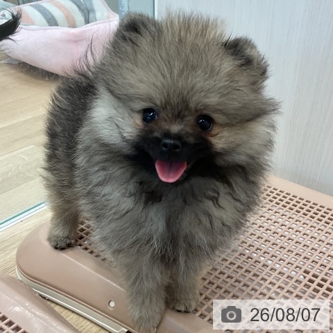 ポメラニアンの写真