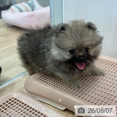 ポメラニアンの写真