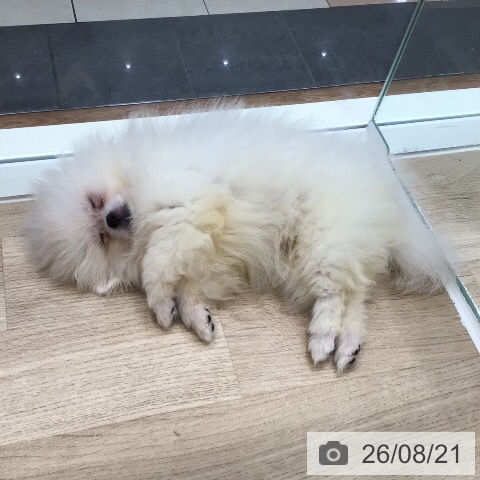 ポメラニアンの写真