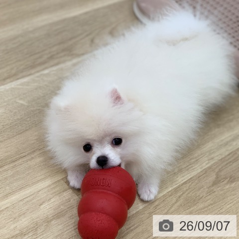 ポメラニアンの写真