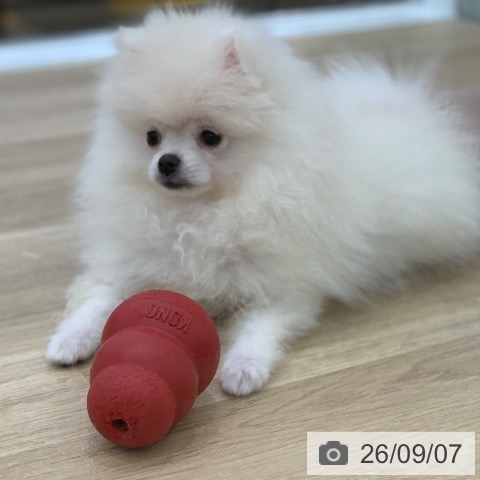 ポメラニアンの写真