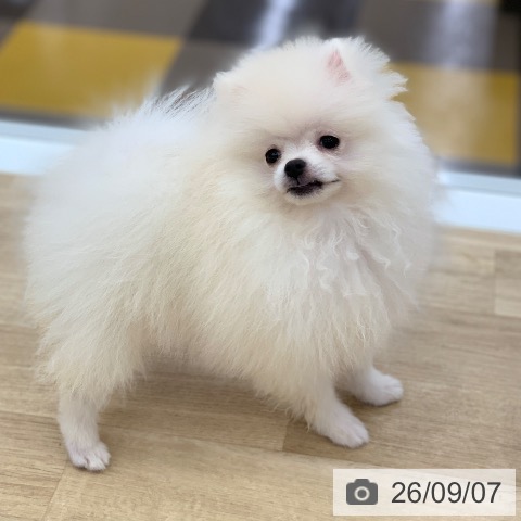 ポメラニアンの写真