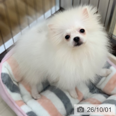 ポメラニアンの写真