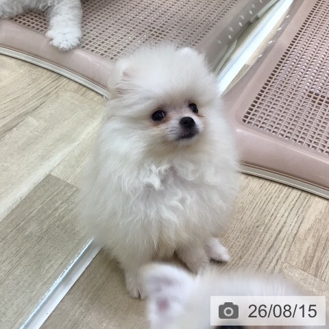 岐阜県のポメラニアン (ペットプラス 各務原店/2026年6月5日生まれ/女の子/クリーム)の子犬の4枚目の画像