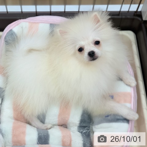 岐阜県のポメラニアン (ペットプラス 光ケ丘店/2026年6月5日生まれ/女の子/クリーム)の子犬の4枚目の画像