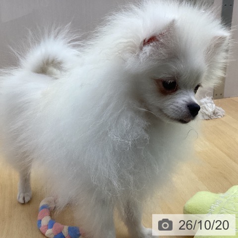 三重県のポメラニアン (ペットプラス 津南店/2026年6月5日生まれ/女の子/クリーム)の子犬の4枚目の画像