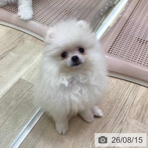 岐阜県のポメラニアン (ペットプラス 各務原店/2026年6月5日生まれ/女の子/クリーム)の子犬の3枚目の画像